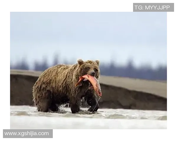灰熊与棕熊激烈对决视频精彩瞬间回顾与分析